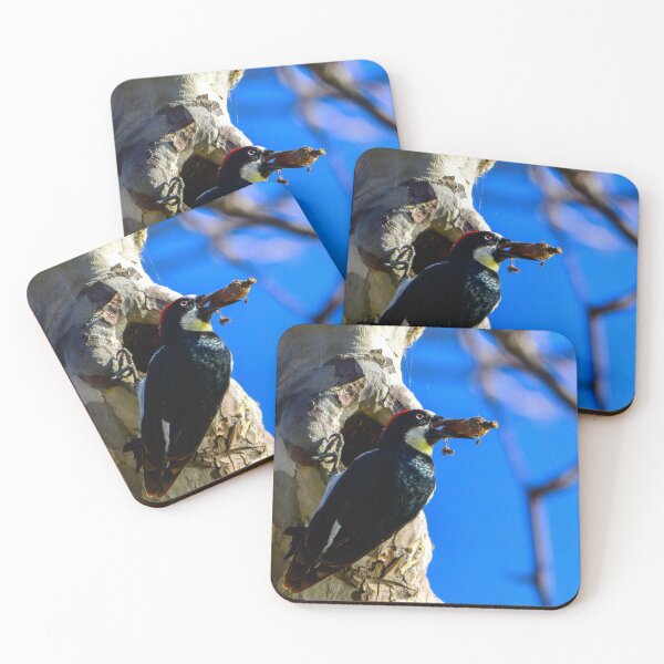 Item preview, Acorn Woodpecker designed and sold by tiltshiftearth.