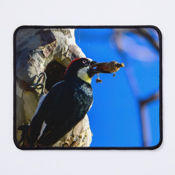 Item preview, Acorn Woodpecker designed and sold by tiltshiftearth.