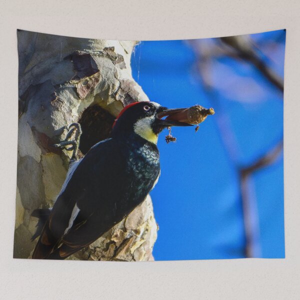 Item preview, Acorn Woodpecker designed and sold by tiltshiftearth.