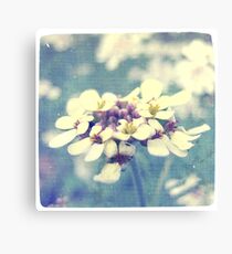 Fleurs Blanches et Violettes Canvas Print