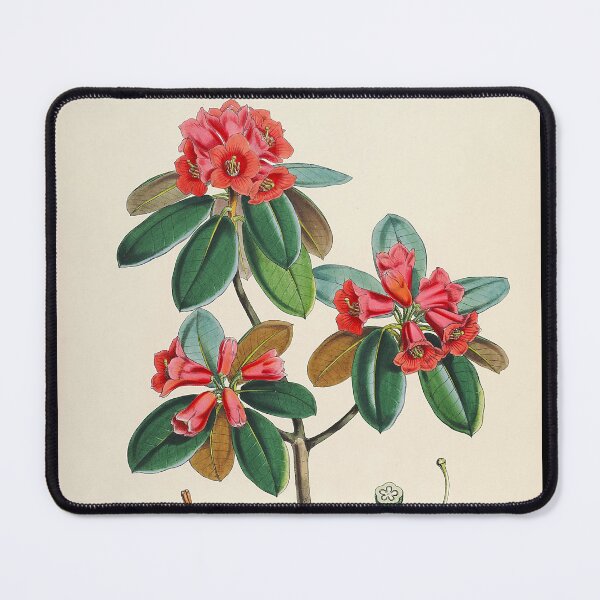 Item preview, Rhododendron designed and sold by 19th Century in Color.