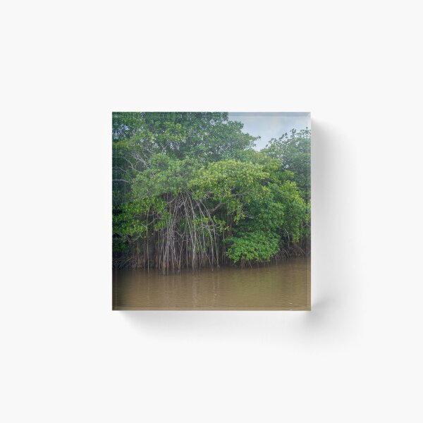 Item preview, Mangrove trees in Fiji designed and sold by Dreamscape Eclectic .