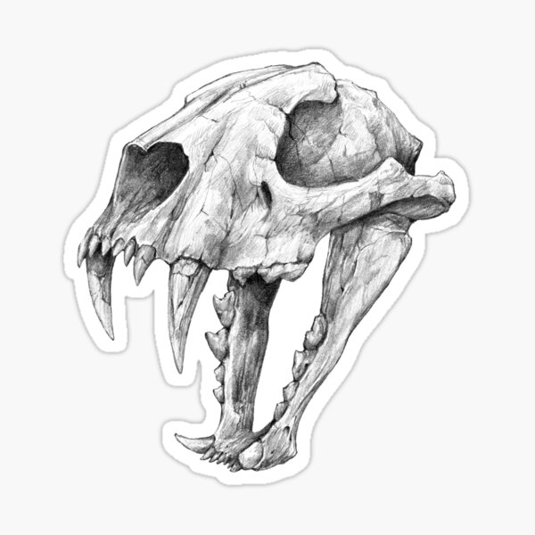 Sabertooth skull by Kirsten  Black Lotus Tattoo Hanover MD  rtattoo