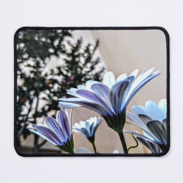 Item preview, Cape Marguerite: Elegant African Daisy Art designed and sold by LizyFruitBatPrints.