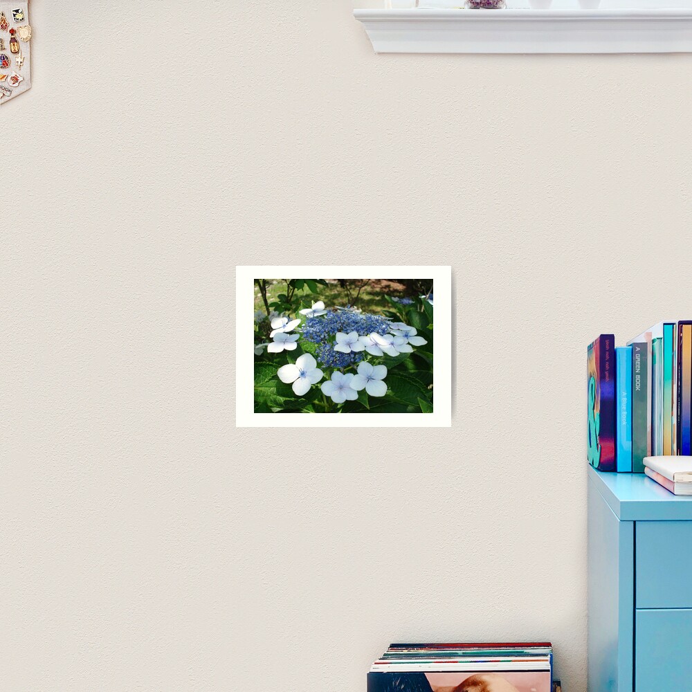 French Hydrangea Art Print