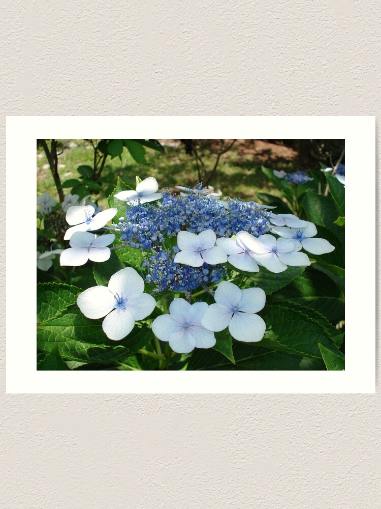Alternate view of French Hydrangea Art Print
