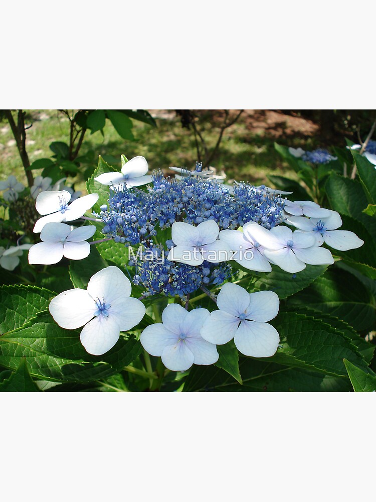 French Hydrangea by MayLattanzio