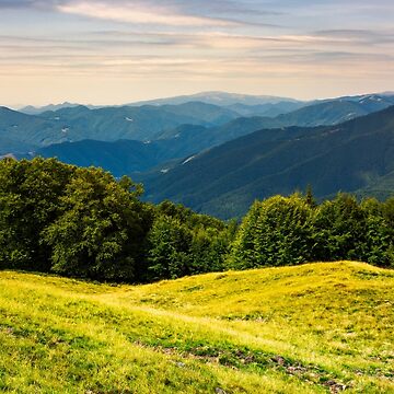 Artwork thumbnail, forest on a grassy meadow in mountains by mike-pellinni
