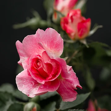 Artwork thumbnail, Red Roses by (Tallow) Dave Van de Laar