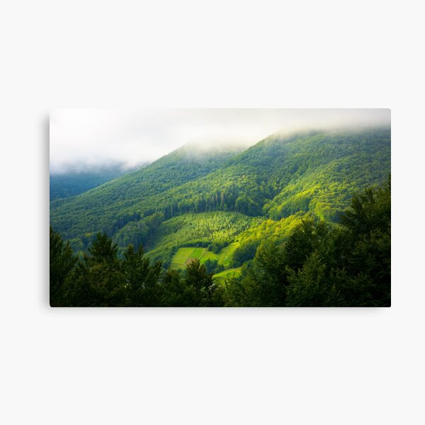mountain forest in morning fog Canvas Print