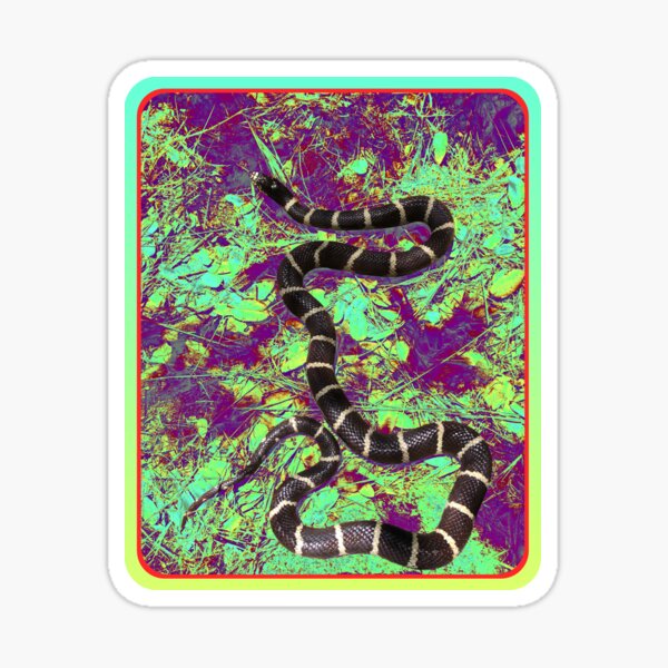 Item preview, California King Snake designed and sold by Tony Anderson Designs.