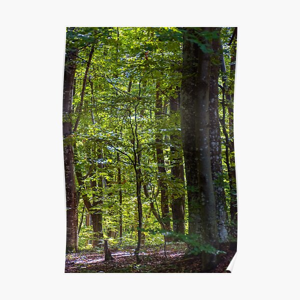 look in to the deep dark beech forest in summer Poster
