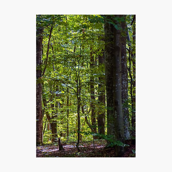 look in to the deep dark beech forest in summer Photographic Print