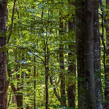 Artwork thumbnail, look in to the deep dark beech forest in summer by mike-pellinni