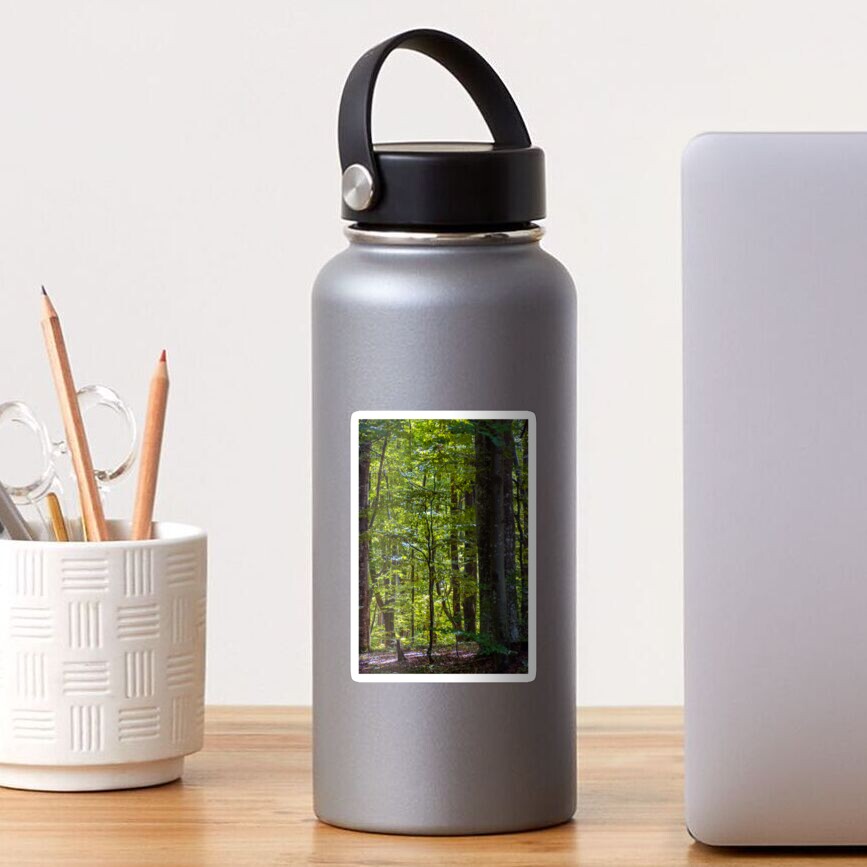 look in to the deep dark beech forest in summer Sticker