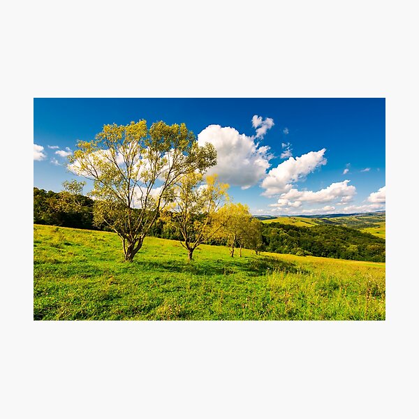 row trees a hillside in autumn Photographic Print