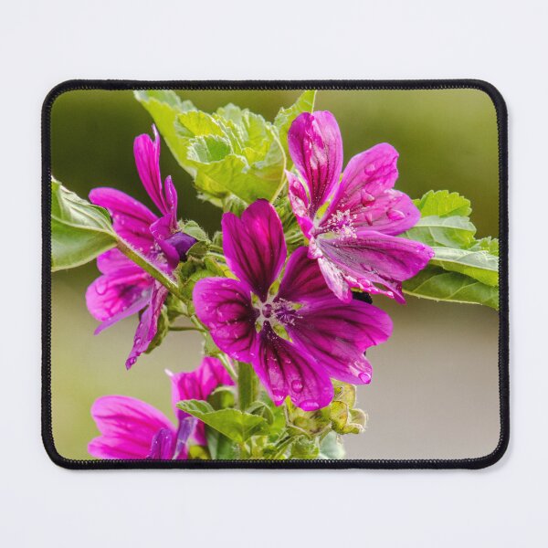 Item preview, Common Mallow designed and sold by ZakYates.