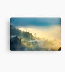 trees in glowing morning fog Canvas Print