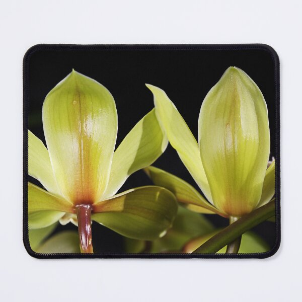 Item preview, Green Orchid Twins Shine designed and sold by Joy Watson - Natural Light Photography .