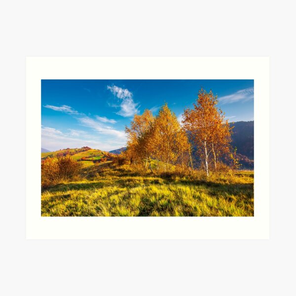 yellow birch trees in mountains at sunrise Art Print