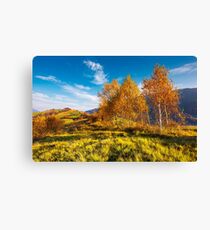 yellow birch trees in mountains at sunrise Canvas Print
