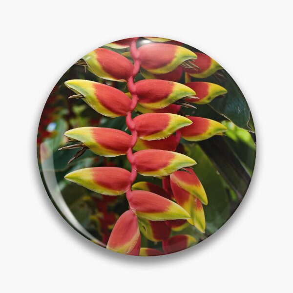 Item preview, Heliconia rostrata, hanging tropical gem designed and sold by franck380.
