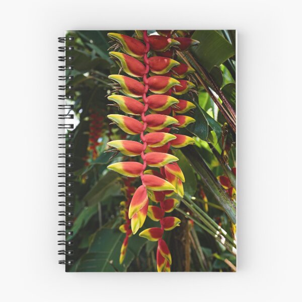 Item preview, Heliconia rostrata, hanging tropical gem designed and sold by franck380.