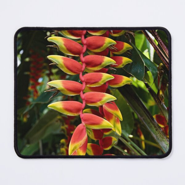 Item preview, Heliconia rostrata, hanging tropical gem designed and sold by franck380.