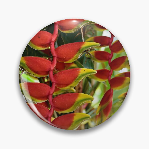 Item preview, Heliconia rostrata, hanging tropical gem designed and sold by franck380.