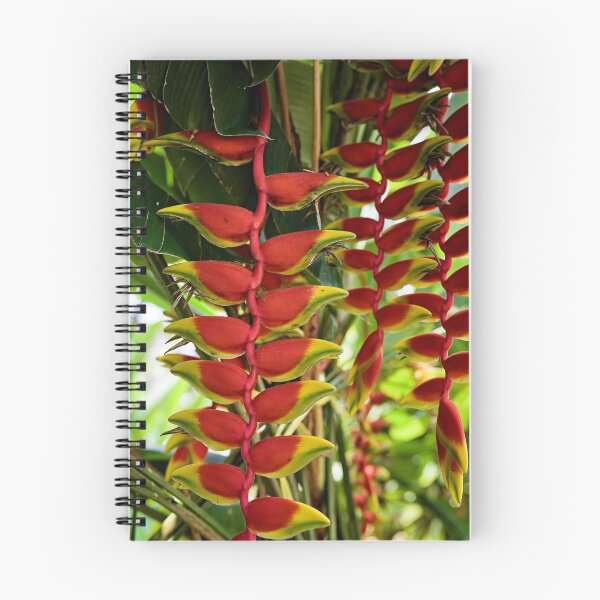 Item preview, Heliconia rostrata, hanging tropical gem designed and sold by franck380.