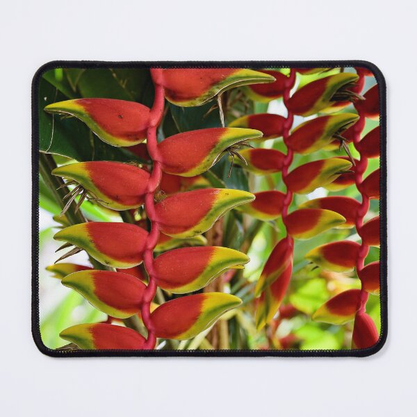 Item preview, Heliconia rostrata, hanging tropical gem designed and sold by franck380.