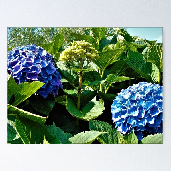 Item preview, Blue hydrangeas designed and sold by ART22.