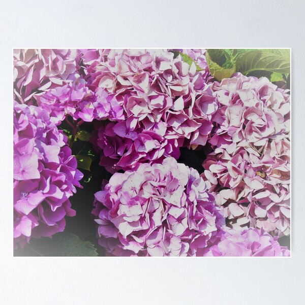 Item preview, Pink hydrangeas designed and sold by ART22.