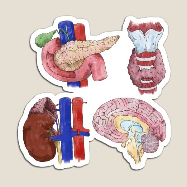 Aperçu de l'œuvre Autocollants pour glandes endocrines créée et vendue par Luckie13.
