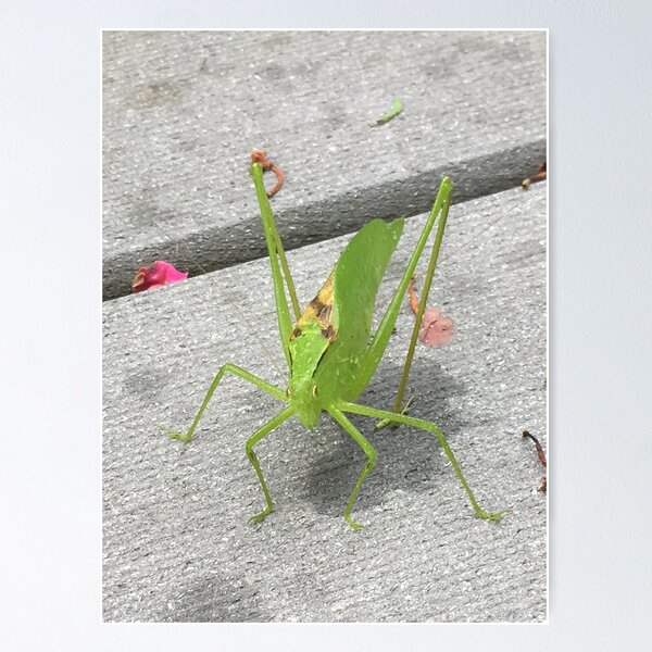 Item preview, grasshopper designed and sold by chickflickcomfort.