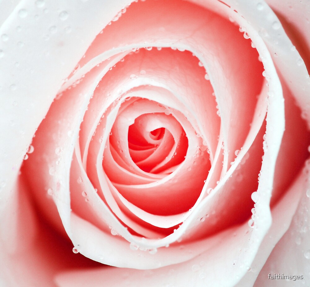 "Pale pink rose" by faithimages | Redbubble