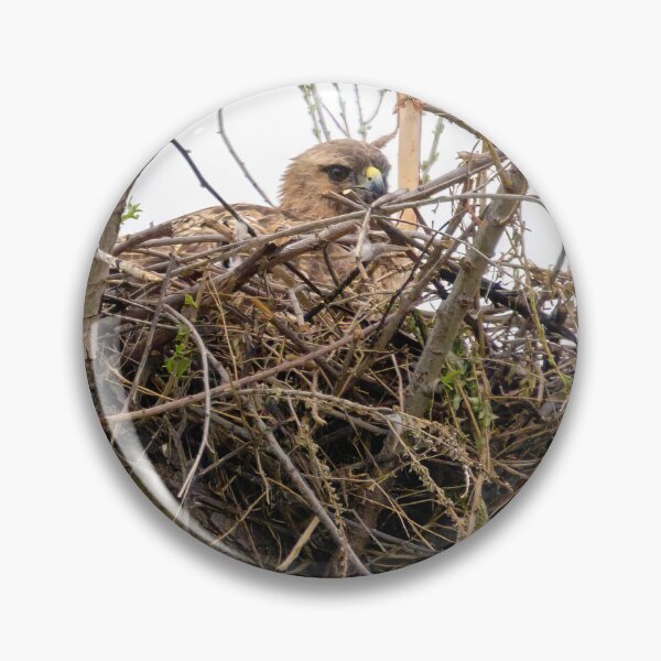 Item preview, Hawk In Nest designed and sold by CarolM.