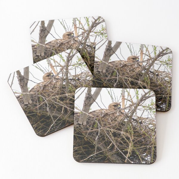 Item preview, Hawk In Nest designed and sold by CarolM.