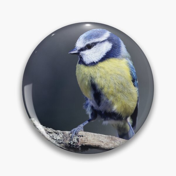 Item preview, The Eurasian blue tit designed and sold by Tom McPherson Photography.