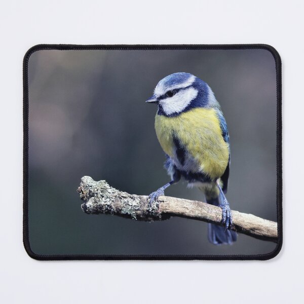 Item preview, The Eurasian blue tit designed and sold by Tom McPherson Photography.