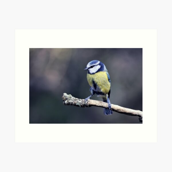 Artikel-Vorschau von Die Blaumeise, designt und verkauft von Tom McPherson Photography.