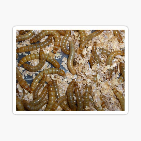 Mealworms Sticker