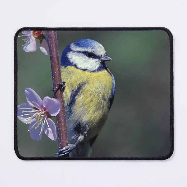 Item preview, Eurasian blue tit designed and sold by Tom McPherson Photography.