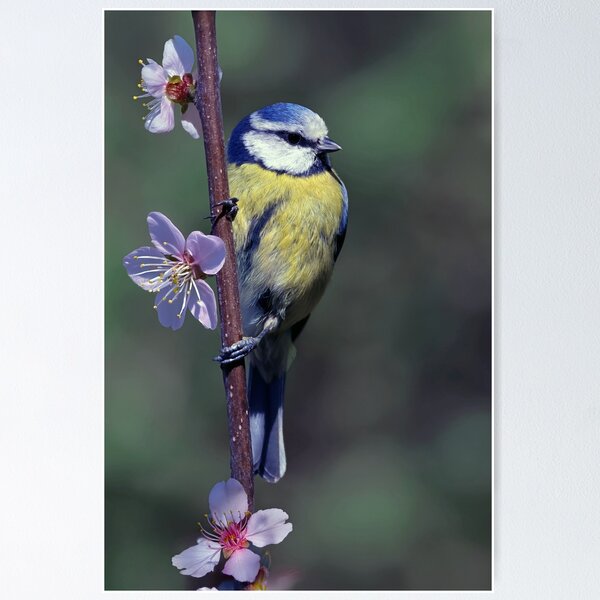 fposter,small,wall_texture,square_product,600x600.jpg