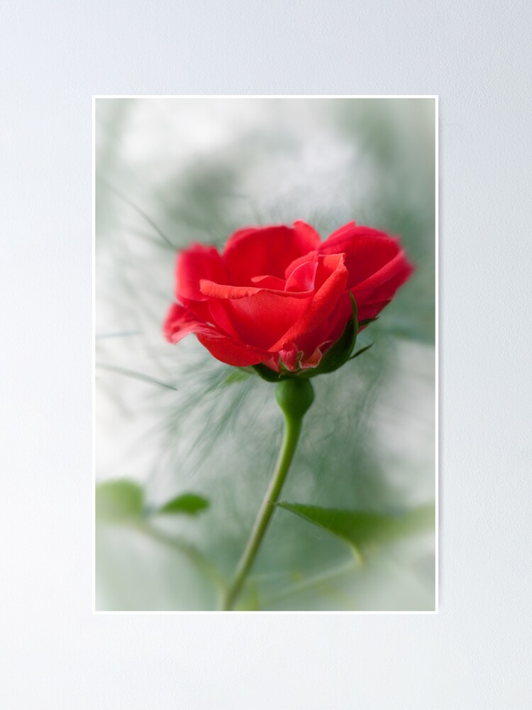 Alternate view of Wild Roses of the Gulf Islands Poster