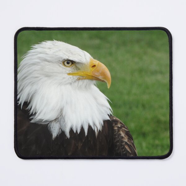 Item preview, Bald Eagle Close-up designed and sold by BirdyBirdy8.