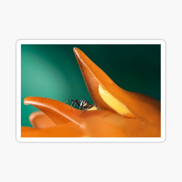 Item preview, Cosmophasis Jumping Spider designed and sold by robdwildlife.