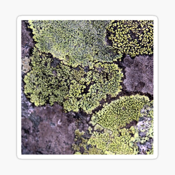 Item preview, lichen designed and sold by KathleenDawson.