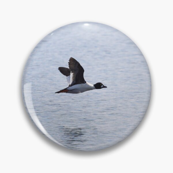 Item preview, Alone. Common goldeneye designed and sold by Jouko Lehto Photography.