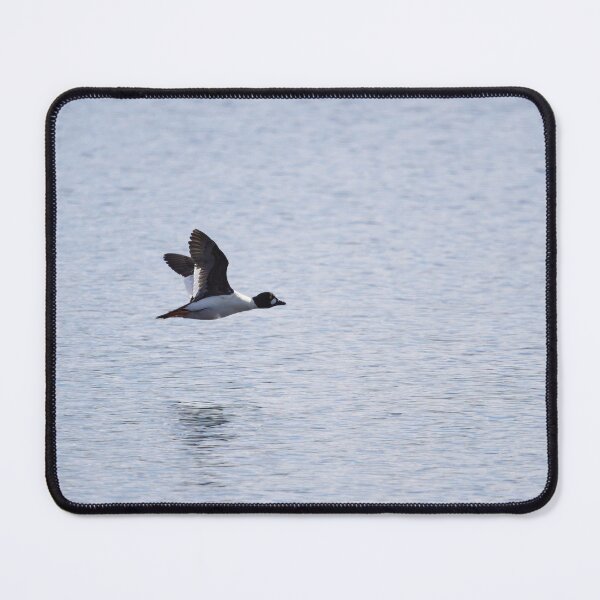 Item preview, Alone. Common goldeneye designed and sold by Jouko Lehto Photography.
